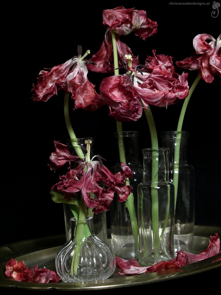 Faded tulips in glass vases. | Verwelkte Tulpen in Glasvasen.