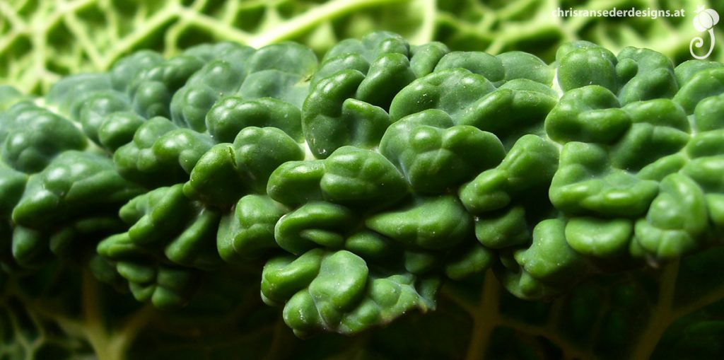Detail of a cabbage. | Detail eines Kohls.