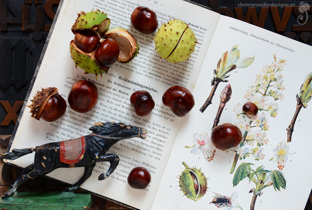 Still life with concers and toy-horse on an open biology-book. | Stillleben mit Rosskastanien, Spielzeugpferd auf altem Biologiebuch.