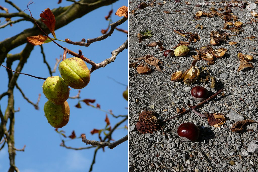 Horse chestnut bearing fruit. Fallen concers. | Rosskastanienbaum mit Früchten. Herabgefallene Rosskastanien.