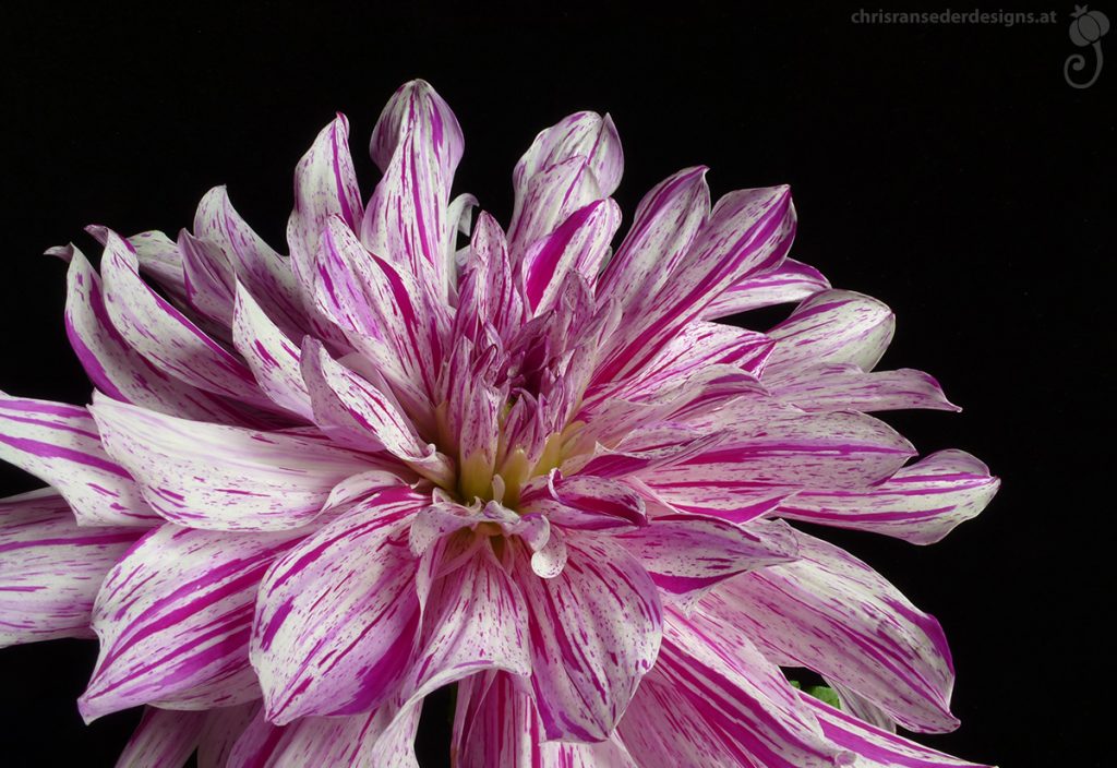 Close-up of a white and pink striped dahlia. | Nahaufnahme einer weiß und rosa gestreiften Dahlie.