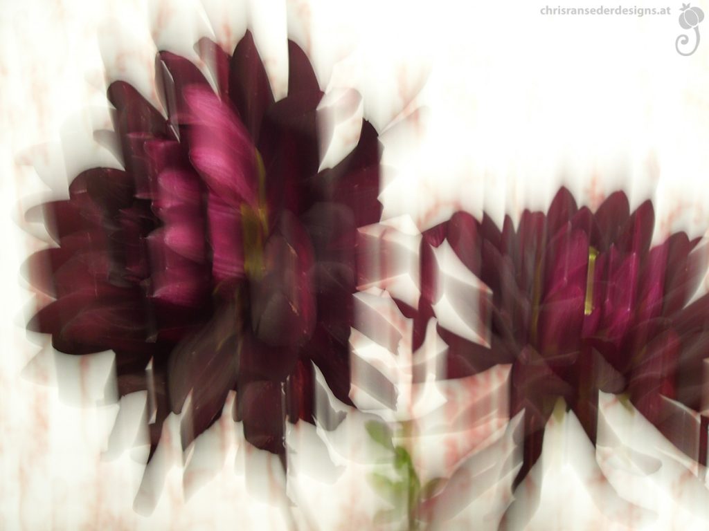 Blurred picture of dark red dahlias. | Unscharfes Foto von dunkelroten Dahlien.