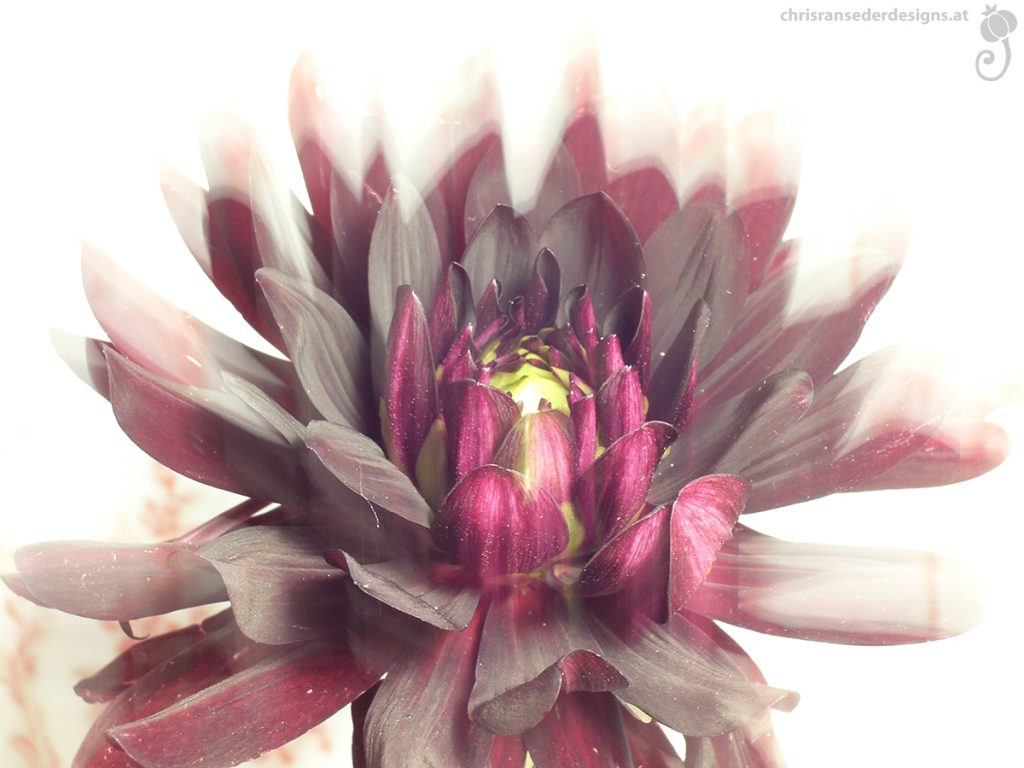 Blurred picture of a dark red dahlia. | Unscharfes Foto einer dunkelroten Dahlie.