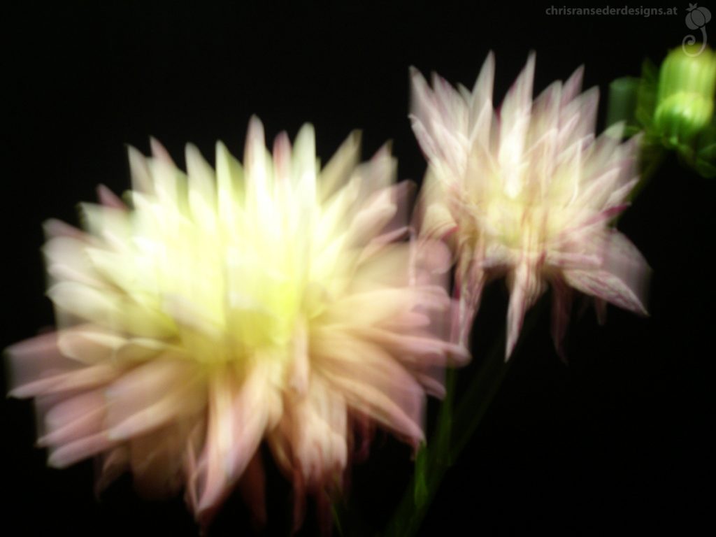 Blurred picture of a yellow and a white-pink striped dahlia. | Unscharfes Foto einer gelben und einer weiß-rosa gestreifeten Dahlie.