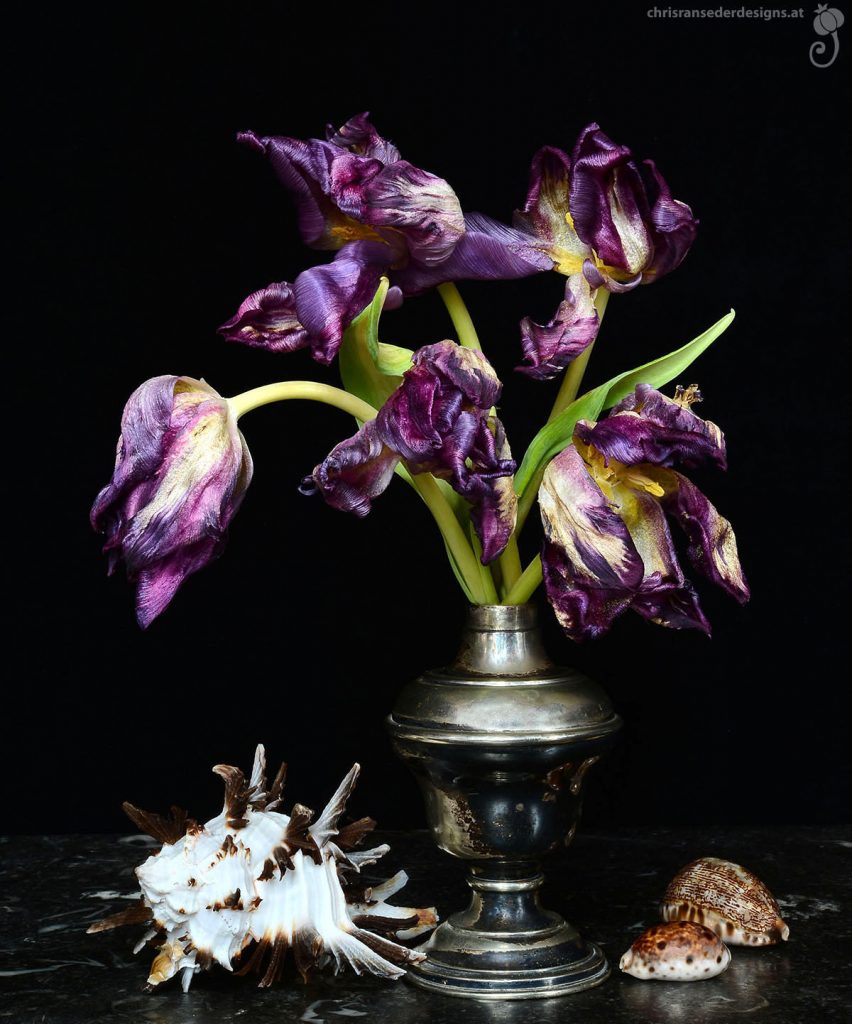 Verwelkte Tulpen in einer silbernen Vase, die von exotischen Muscheln flankiert wird. Ein Stillleben in holländischer Manier.