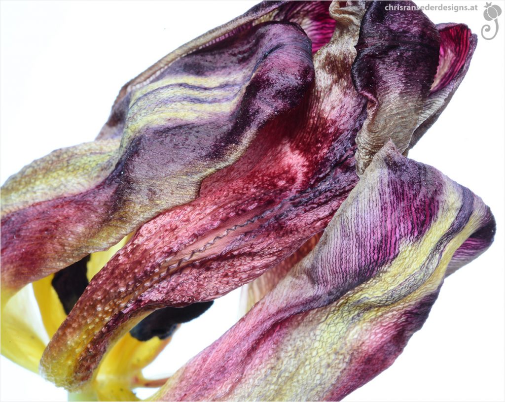 Verwelkte Tulpe, die ein Farbspektrum von weiß über lila bis dunkelrot zeigt.